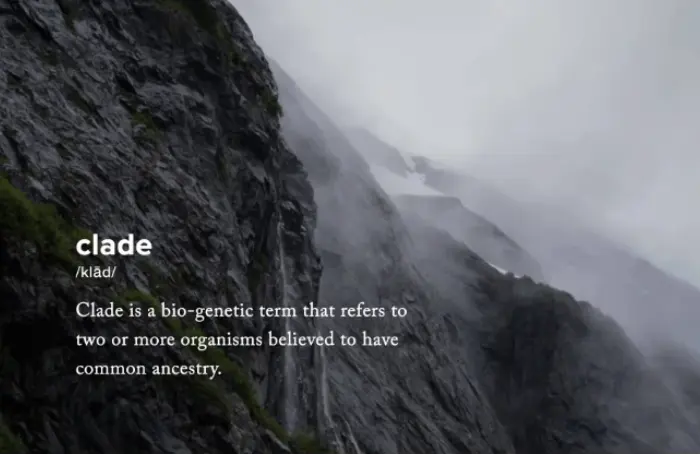 Clade Apparel Featured Image